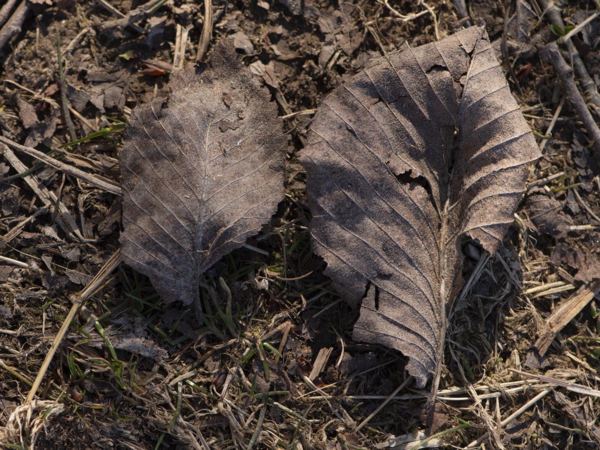 Blätter vom Herbst